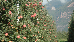 Unser Gemüsegarten